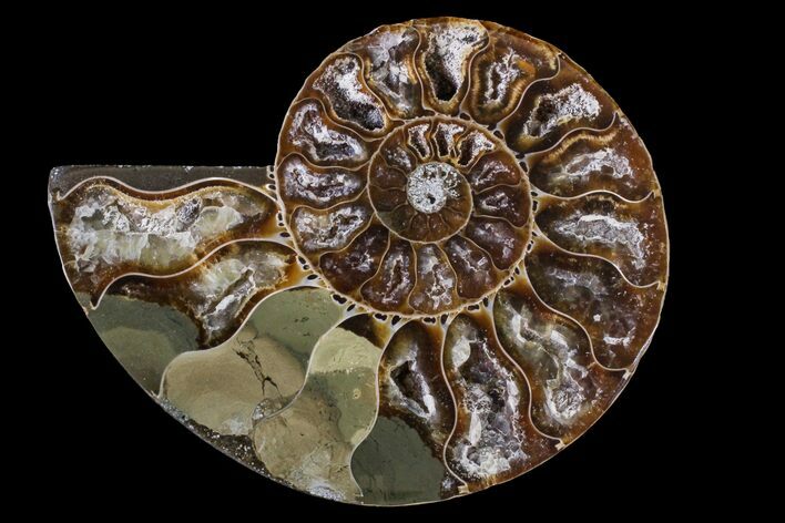 Cut & Polished Ammonite Fossil (Half) - Agate Replaced #146227